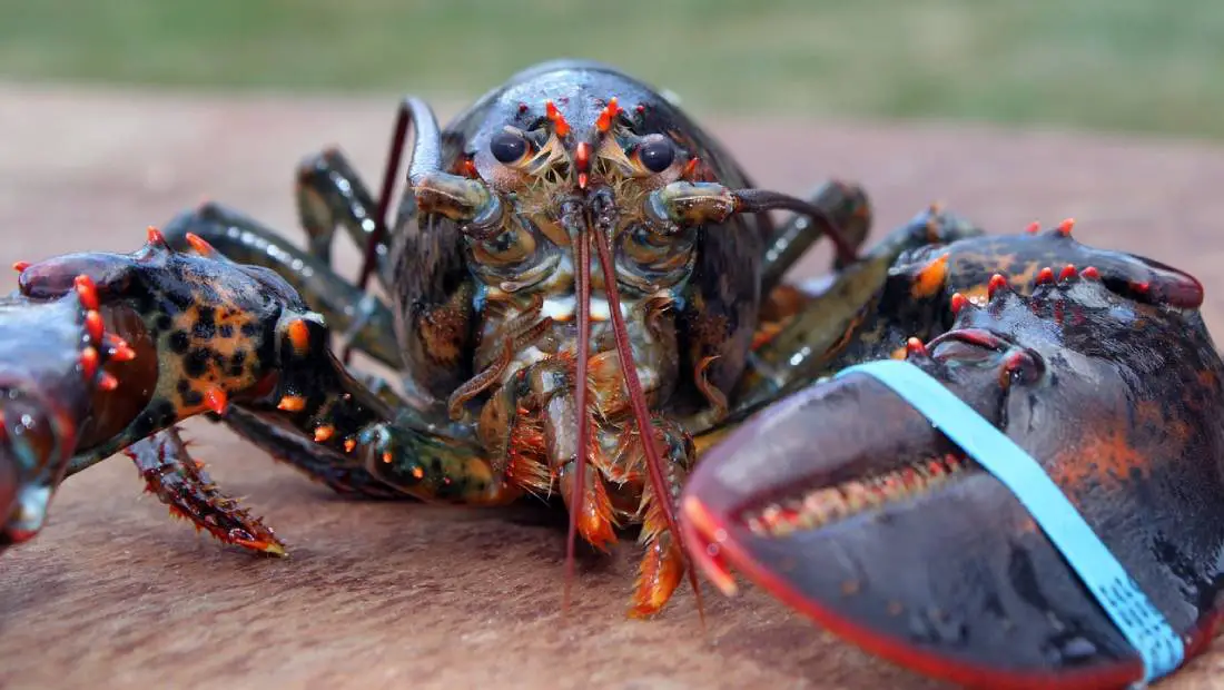 How do Lobsters Communicate? | A Bizarre Fact That Will Blow Your Mind