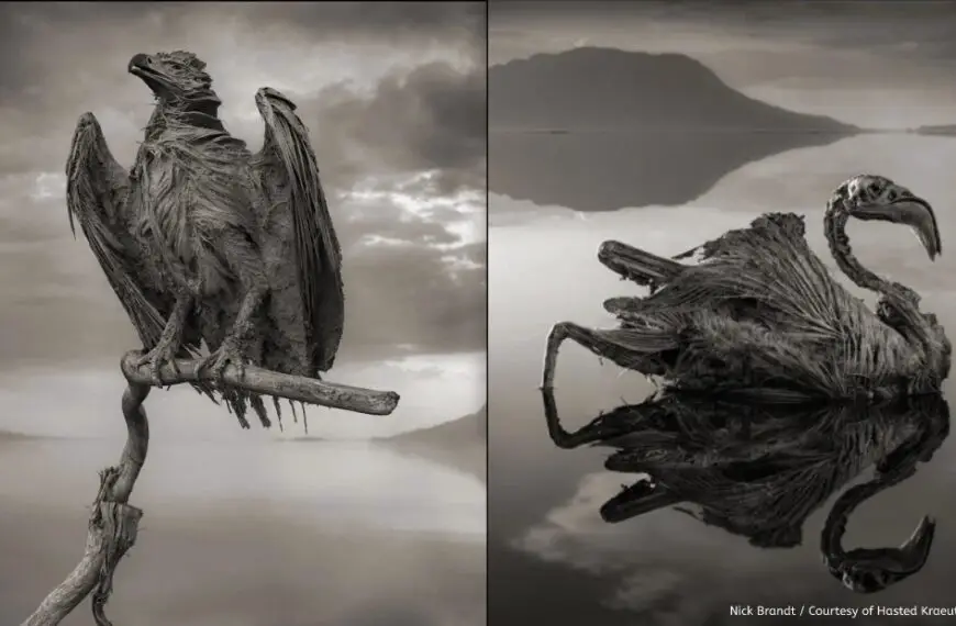 Lake Natron | The Lake That Turns Animals To Stone